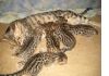 Фото Продаются бенгальские леопардовые котята